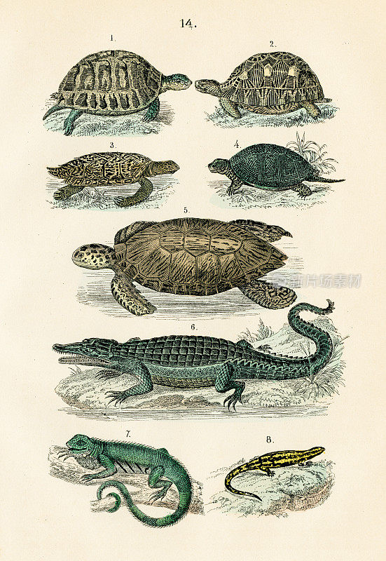 爬行动物、两栖动物:短吻鳄、鬣蜥、希腊龟、海龟雕刻1872年