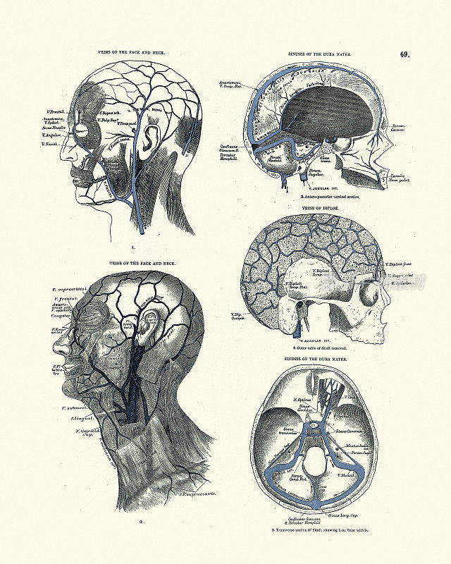 解剖学，脸部和颈部静脉，硬脑膜窦，双ploe，维多利亚时代的解剖学图19世纪
