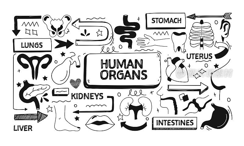 人体器官和解剖学相关的涂鸦插图。现代设计矢量插图的网站横幅，网站标题等。