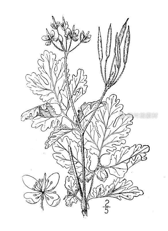 古植物学植物插图:白屈菜、白屈菜