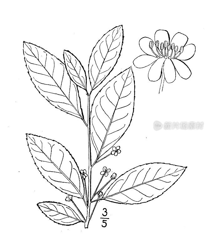 古植物学植物插图:冬青、冬莓