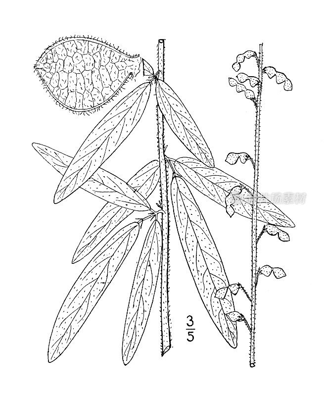 古植物学植物插图:无梗叶梅花，无梗叶三叶草