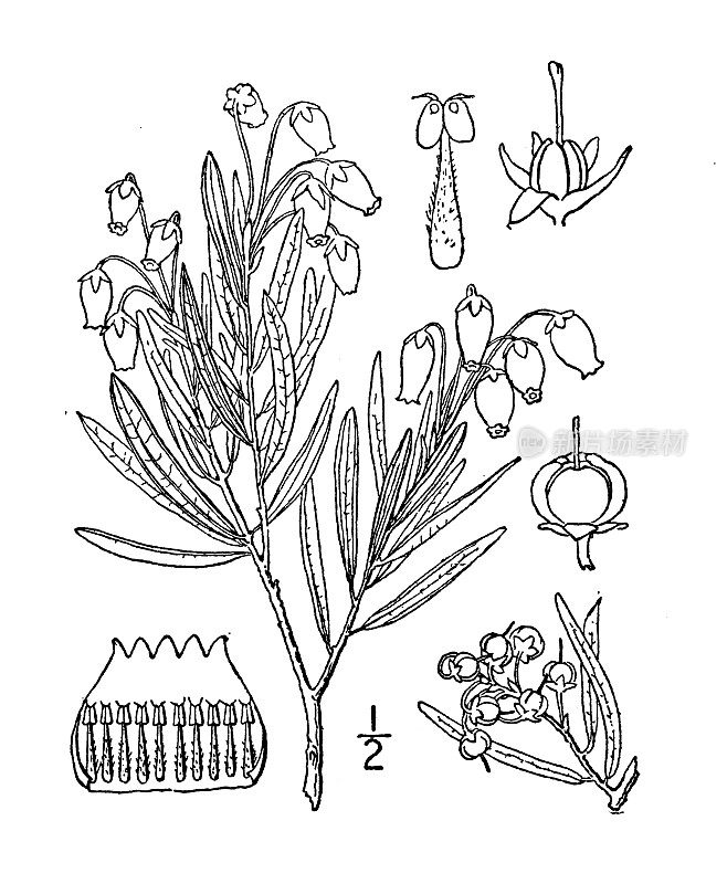 古植物学植物插图:仙女座菌株、野生迷迭香、毛蕊花