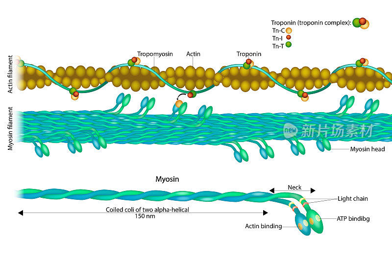 肌动蛋白丝和肌球蛋白丝。肌凝蛋白结构。肌动蛋白与肌球蛋白相互作用。肌钙蛋白