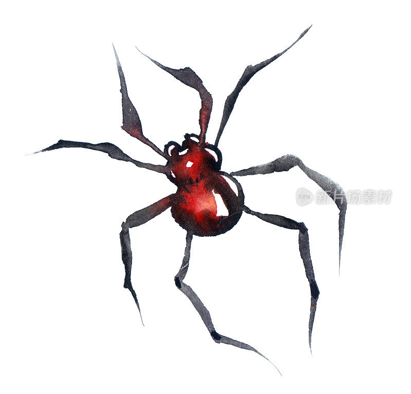 红背水彩画蜘蛛孤立在一个白色背景，澳大利亚黑寡妇，特写宏细节的致命的有毒蜘蛛。