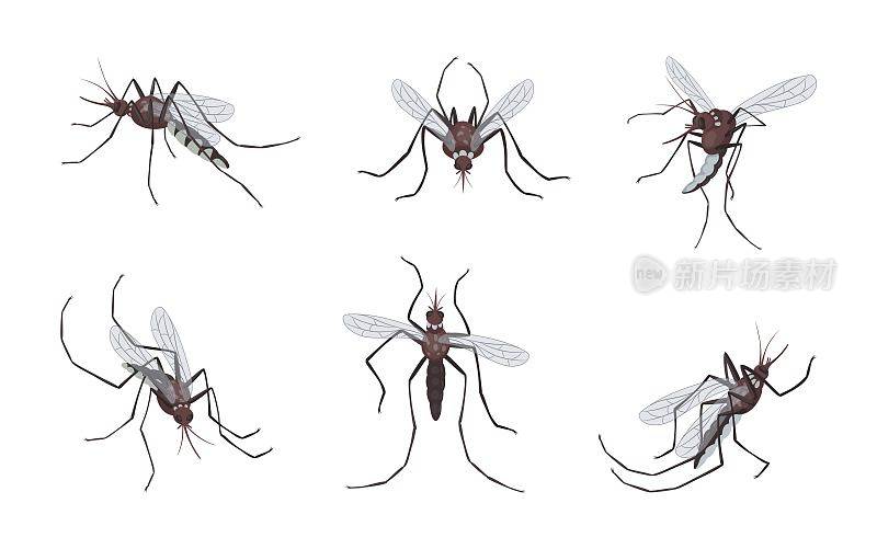 蚊子会飞也会咬人。蚊子群。动物登革热疫情。吸蚊驱虫剂。有刺和翅膀的虫子。吸血昆虫就位。矢量整理插图