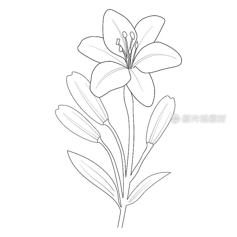 百合花植物插图，百合花剪贴画图像着色页。手画百合花，画百合花。
