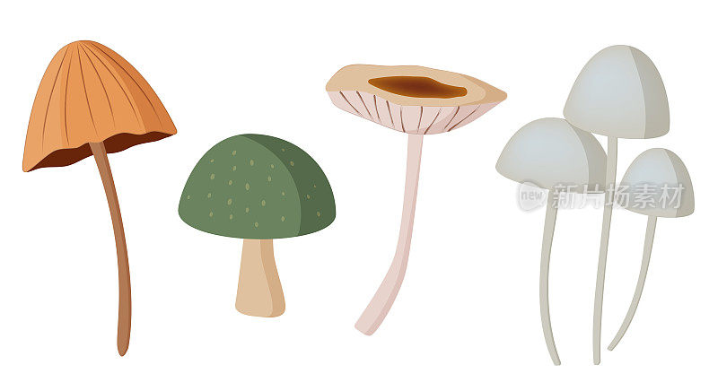 不同的蘑菇。白色上分离出病媒蘑菇。