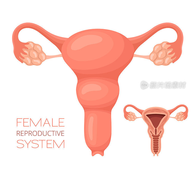 女性生殖系统。人体内部器官。