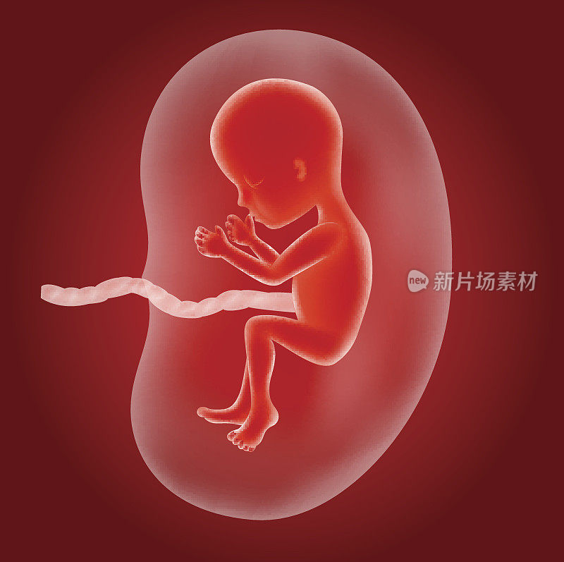 子宫内胎儿的卡通插图
