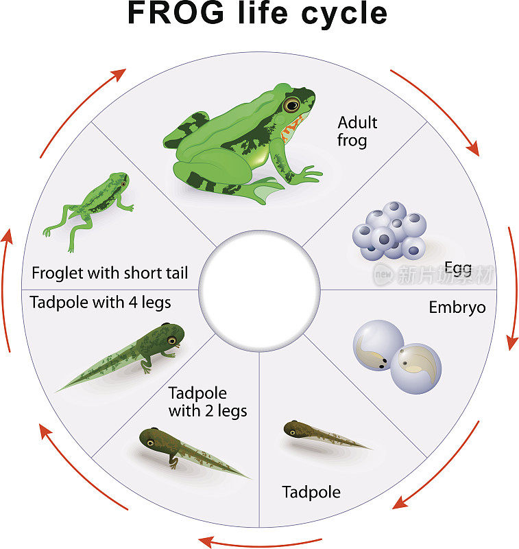 青蛙的生命周期。两栖动物的蜕变。