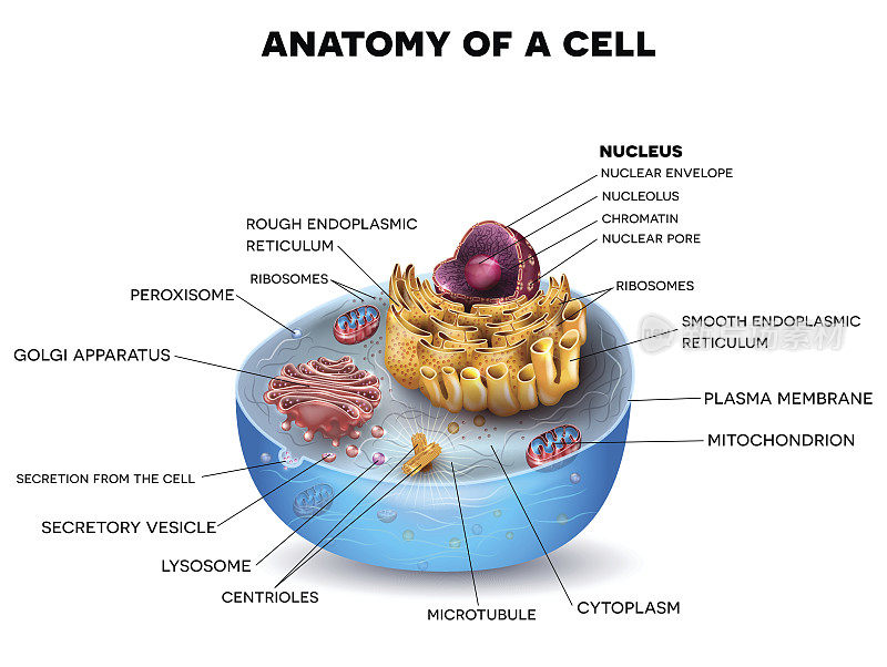 细胞结构