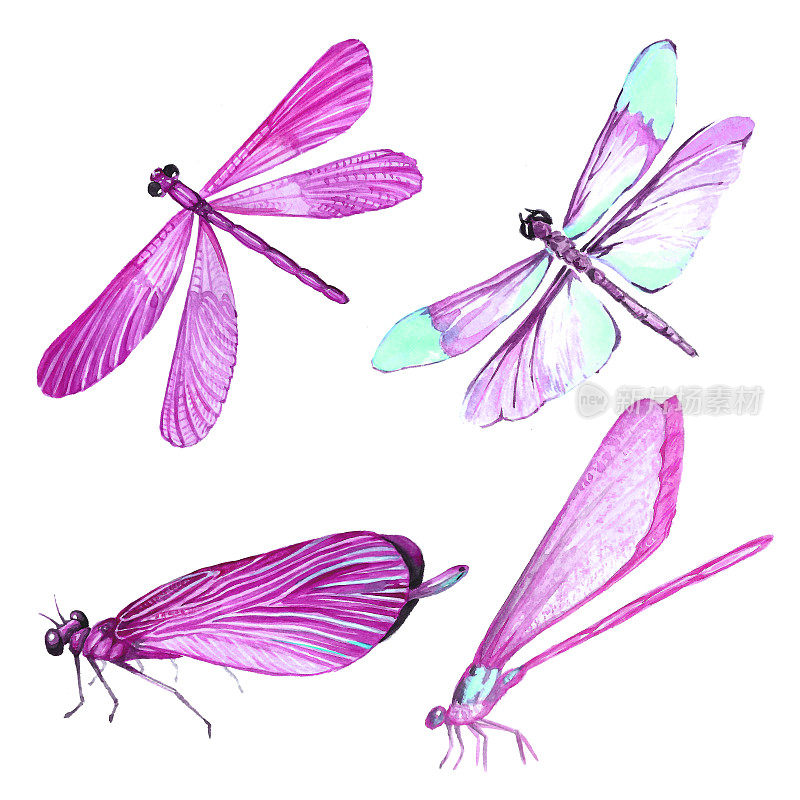 水彩收集粉红色蜻蜓插图