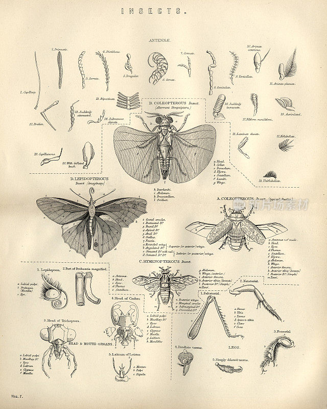 动物，昆虫，苍蝇，19世纪