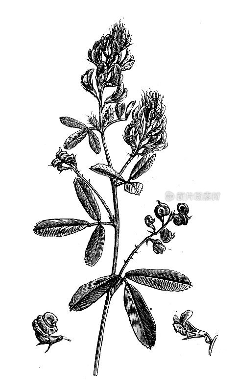 古董植物学插图:苜蓿，紫花苜蓿，紫花苜蓿