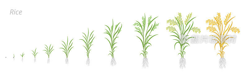 水稻植株生长阶段。开发周期。选用glaberrima。栽培稻。谷类粮食。收获动画发展。成熟期向量信息图集。