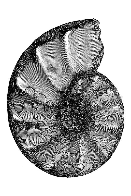 角齿石是鹦鹉螺头足类中已灭绝的一个属