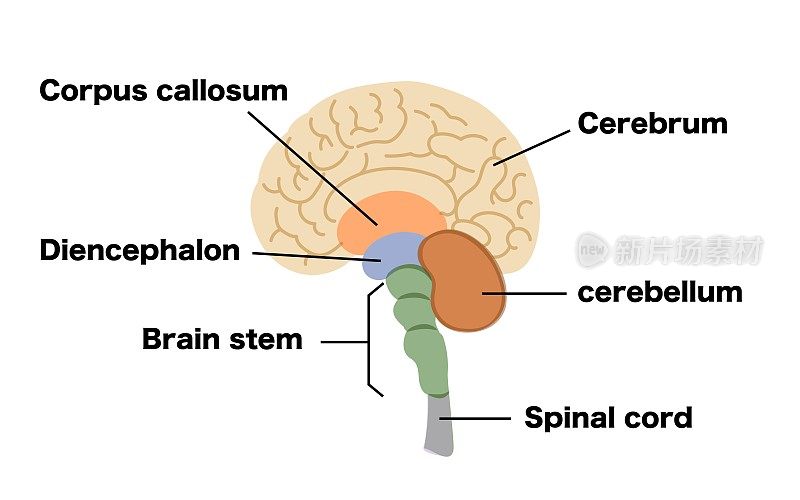 人类大脑的结构图