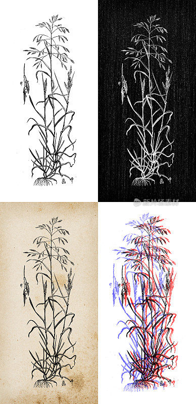 古代植物学插图:一年生草原草