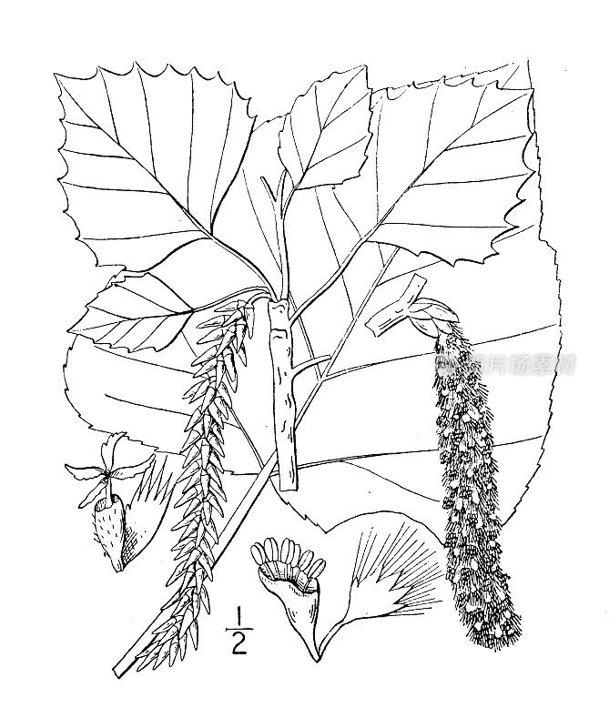 古植物学植物插图:杨树，大齿白杨