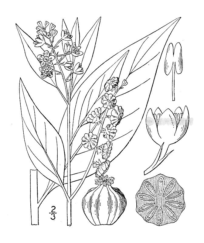 古植物学植物插图:商陆，鸽子莓，加格特