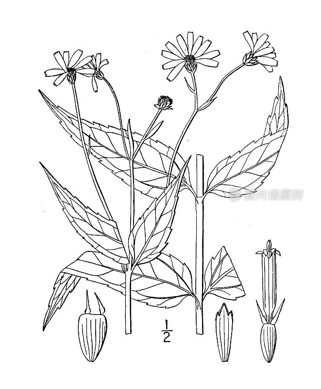 古植物学植物插图:向日葵、小木向日葵