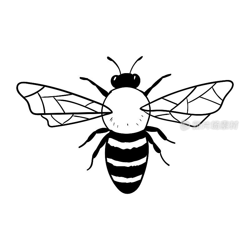 隔离在白色上的蜜蜂或大黄蜂。昆虫的手绘风格。矢量单色涂鸦插图。