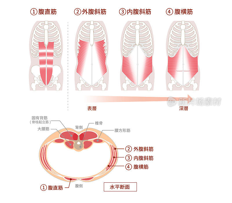 腹肌群位置结构及重叠示意图