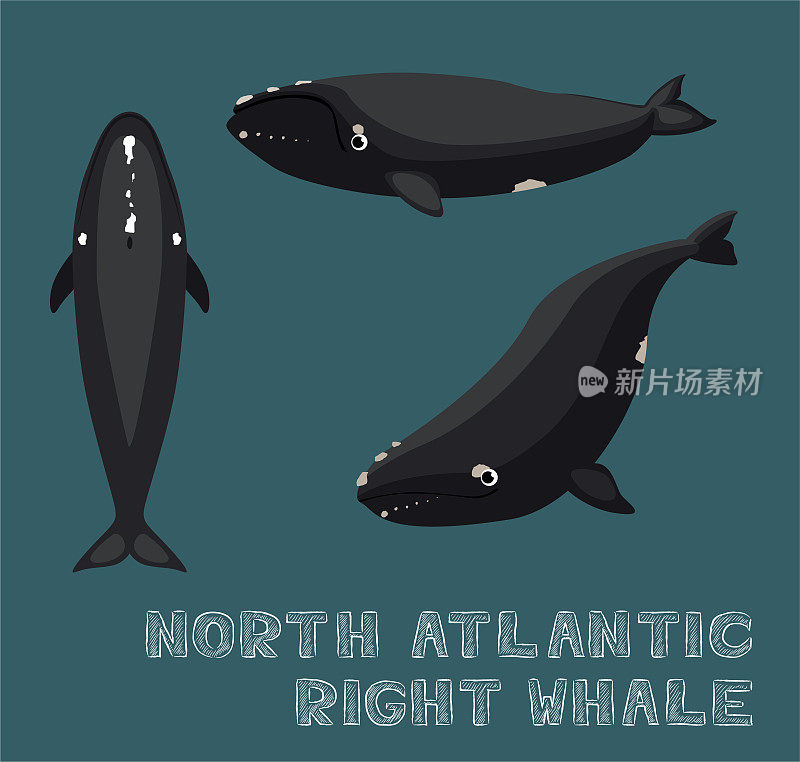 北大西洋露脊鲸卡通矢量插图