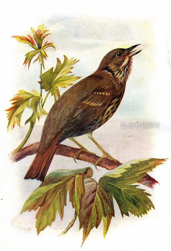 画眉鸟19世纪彩色插图