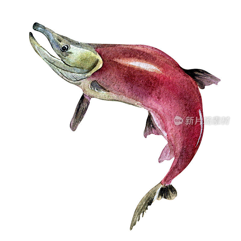 单红鲑鱼，Coho水彩插图孤立在白色背景。
