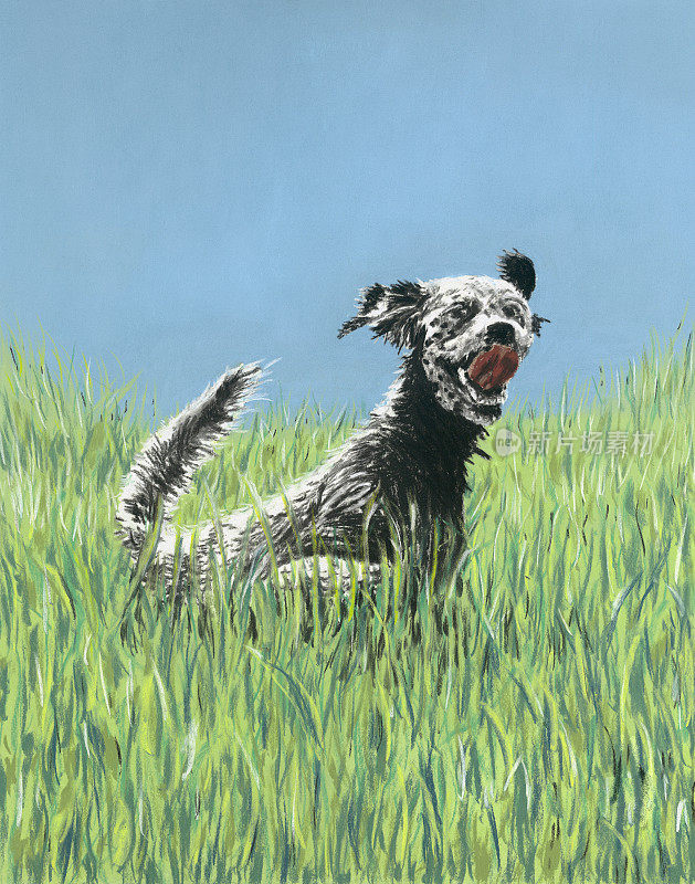 英国猎犬在草地上跳跃