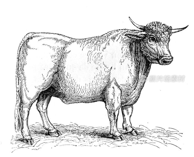 农场动物牛