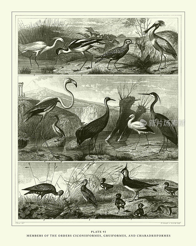 雕刻古董，桂形目，桂形目和鸻形目成员雕刻古董插图，1851年出版