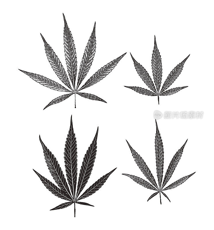 四组大麻叶子