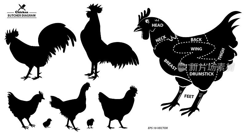 鸡的轮廓或屠夫的图表或部分母鸡屠夫的概念。