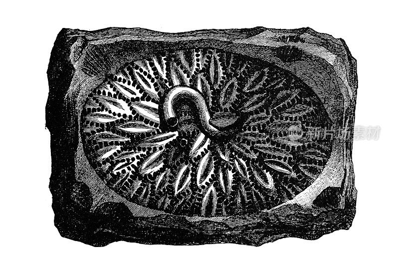 古生物化石，普洛迪奇底层