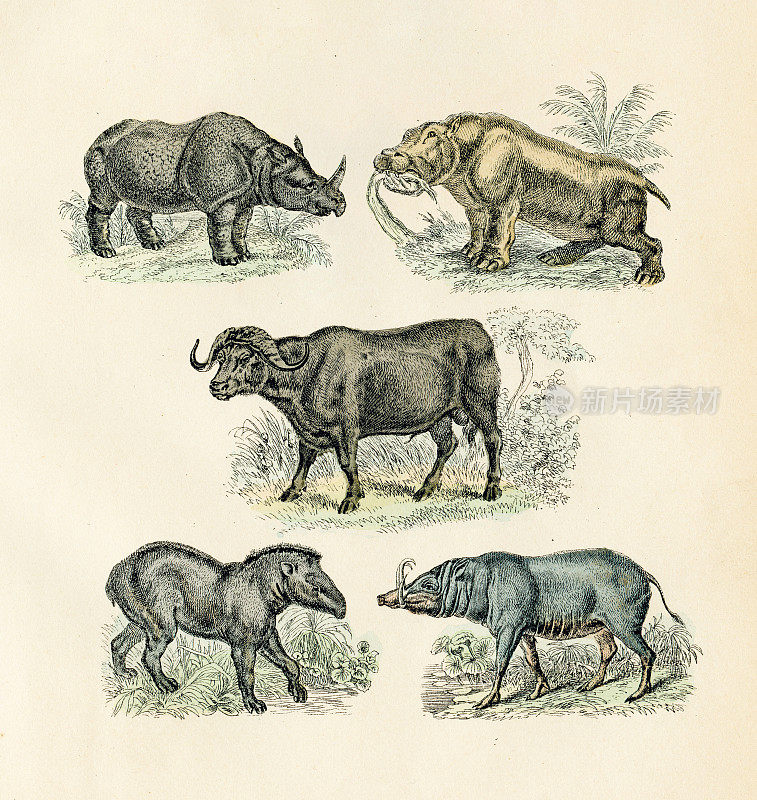 犀牛，水牛，貘，河马雕刻1872年