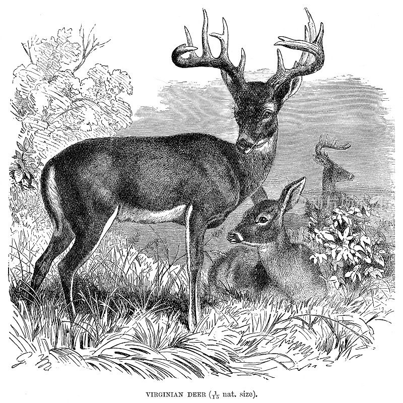 弗吉尼亚鹿雕刻1896年