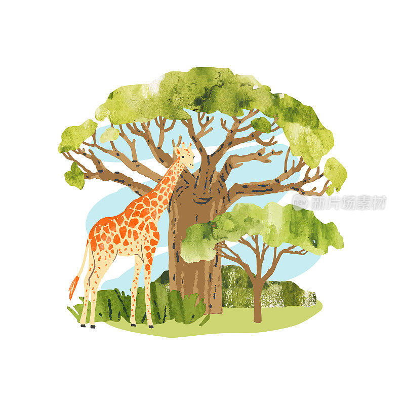 非洲。向量猴面包树，金合欢树和长颈鹿。明亮的手绘矢量插图与树，植物和动物印刷，横幅，贴纸