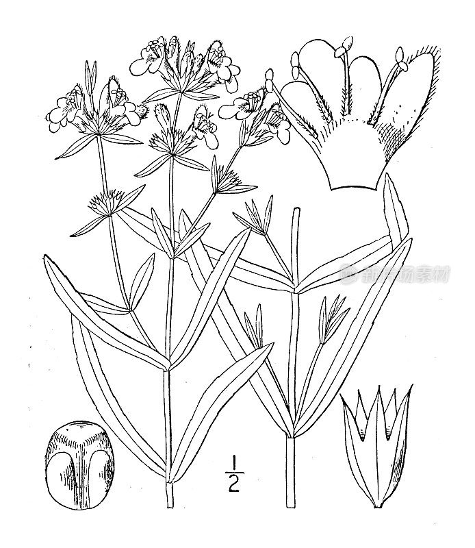 古植物学植物插图:石竹、牛膝草、荨麻