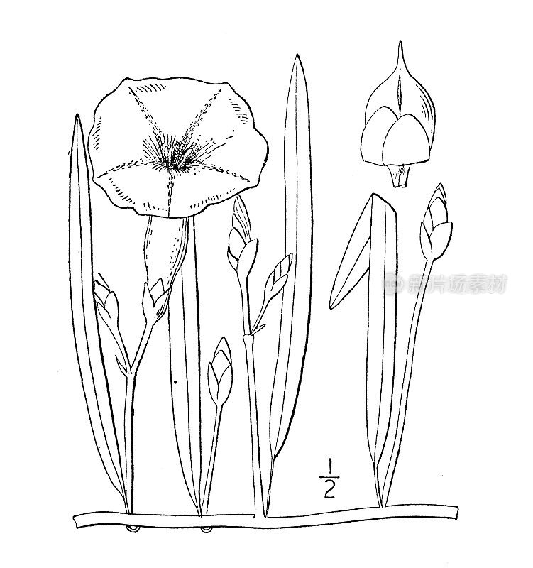 古植物学植物插图:石竹，灌木牵牛花