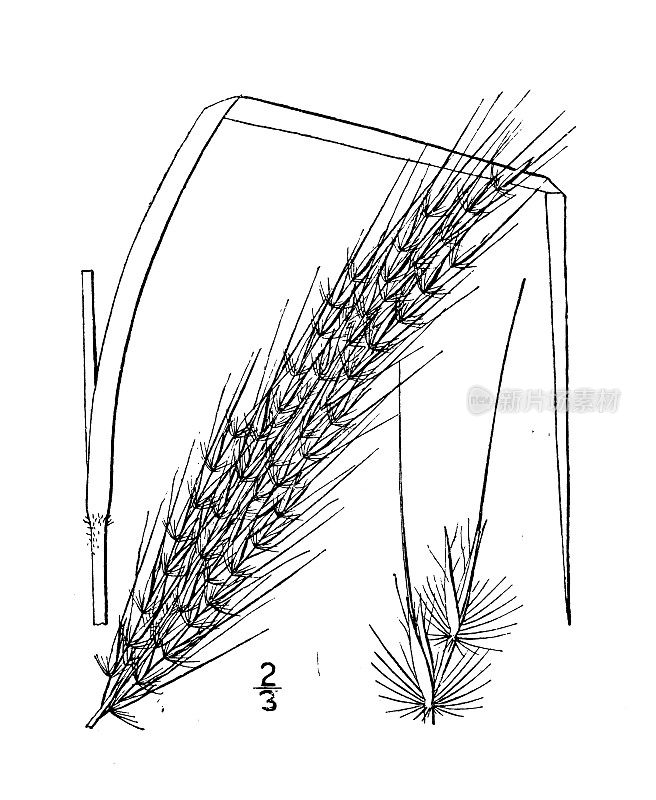 古植物学植物插图:短叶芹，短须羽草