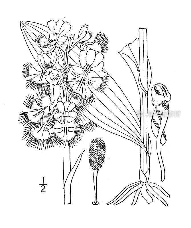 古植物学植物插图:桔梗，大紫色流苏兰花