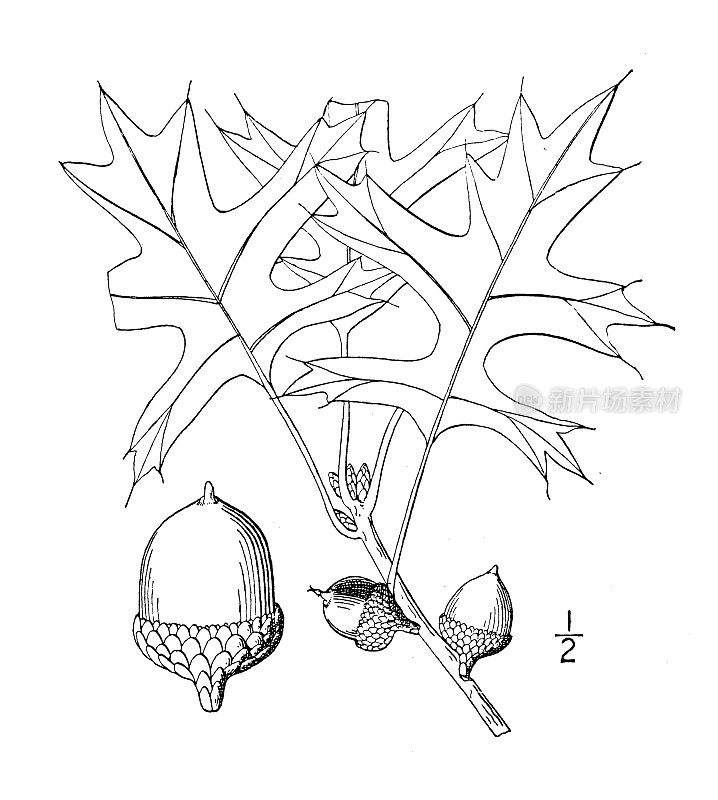 古植物学植物插图:沼泽栎，沼泽栎，针叶栎