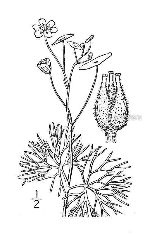 古董植物学植物插图:卡朋巴卡罗来纳，卡罗来纳水盾