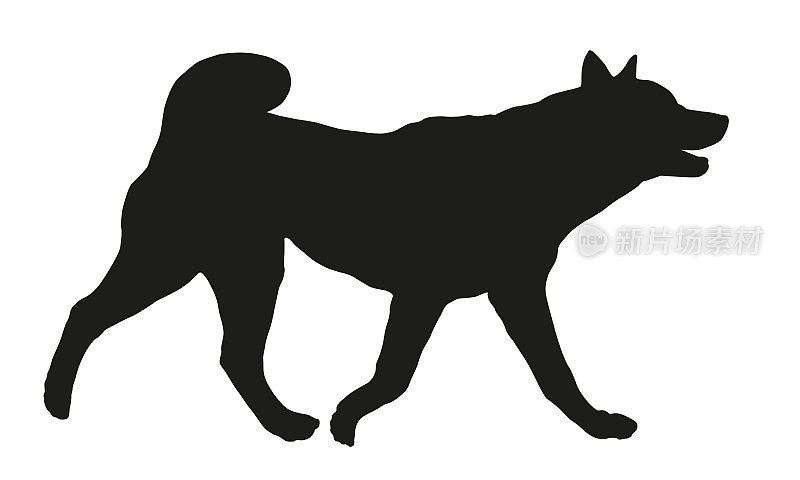 黑狗轮廓。奔跑的美国秋田犬。宠物的动物。孤立在白色背景上。
