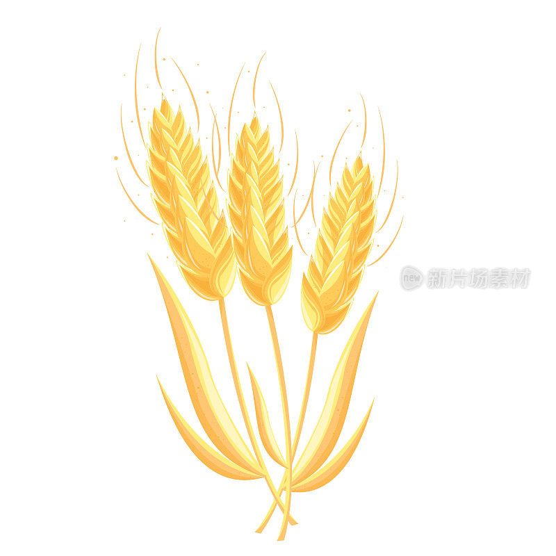白色背景的小麦穗，小麦，收获，农场，小麦谷物，收获，谷物