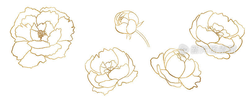 水彩金色和白色轮廓牡丹花卉插图元素
