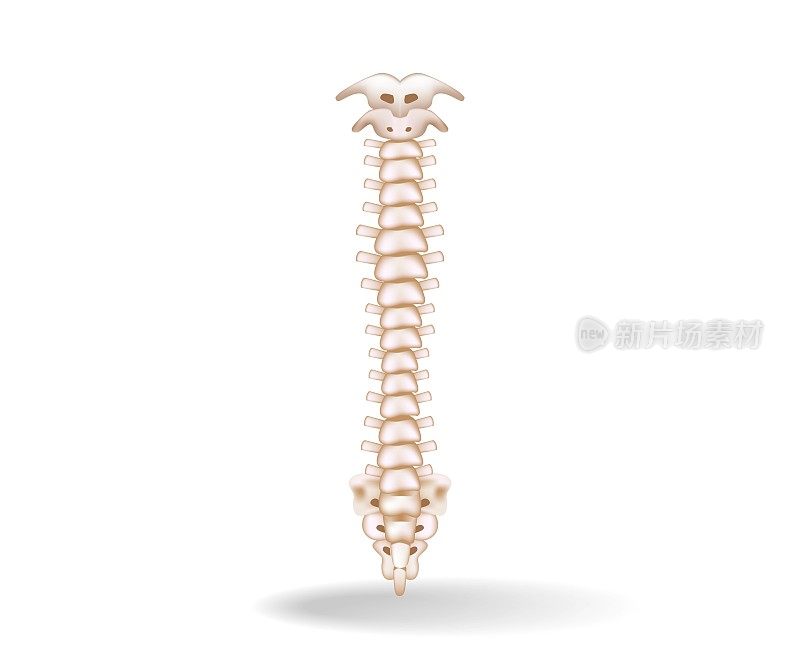 概念平面三维脊髓解剖等距图
